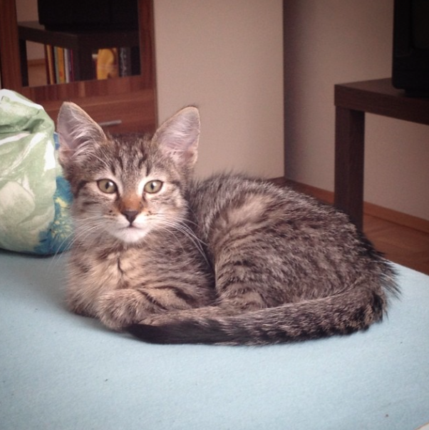 Bildschirmfoto-2014-08-05-um-23.34.34.png